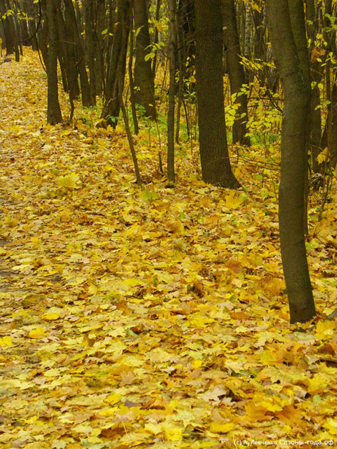 Сочинение Про Осенний Пейзаж 5 Класс